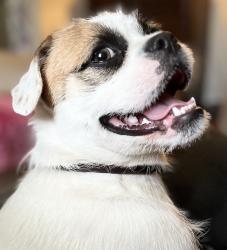 Found/Stray Male Dog last seen Los Robles Park, Hacienda Heights, CA 91745