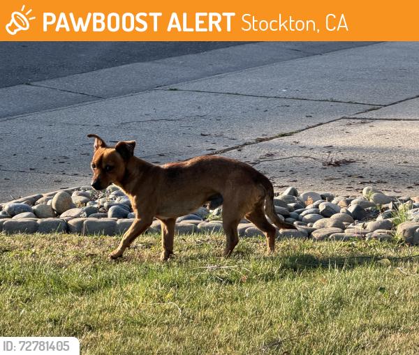 Found/Stray Male Dog last seen Venetian Drive and Serenade in Stockton, Stockton, CA 95207