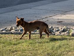 Found/Stray Male Dog last seen Venetian Drive and Serenade in Stockton, Stockton, CA 95207