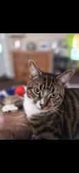 Lost Male Cat last seen Bottom of Langland Drive & Coleridge Place, Stoke-on-Trent, England ST3