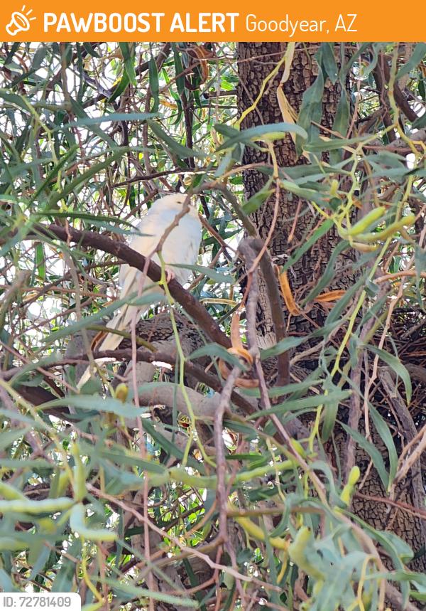 Found/Stray Unknown Bird last seen Pebblecreek Pkway/Monte Vista Rd, Goodyear, AZ 85395