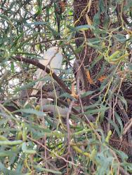 Found/Stray Unknown Bird last seen Pebblecreek Pkway/Monte Vista Rd, Goodyear, AZ 85395