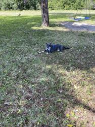 Lost Male Dog last seen Americas Best Motel, Fort Pierce, FL 34945