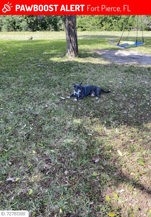 Lost Male Dog last seen Americas Best Motel, Fort Pierce, FL 34945