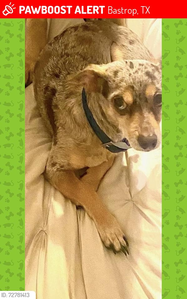 Lost Male Dog last seen Bastrop , Bastrop, TX 78602