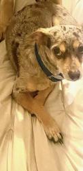 Lost Male Dog last seen Bastrop , Bastrop, TX 78602