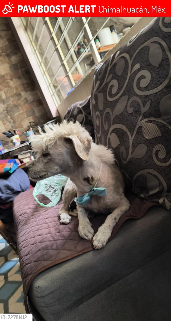 Lost Male Dog last seen AV. AGRARISMO , Chimalhuacán, Méx. 56356