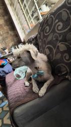 Lost Male Dog last seen AV. AGRARISMO , Chimalhuacán, Méx. 56356