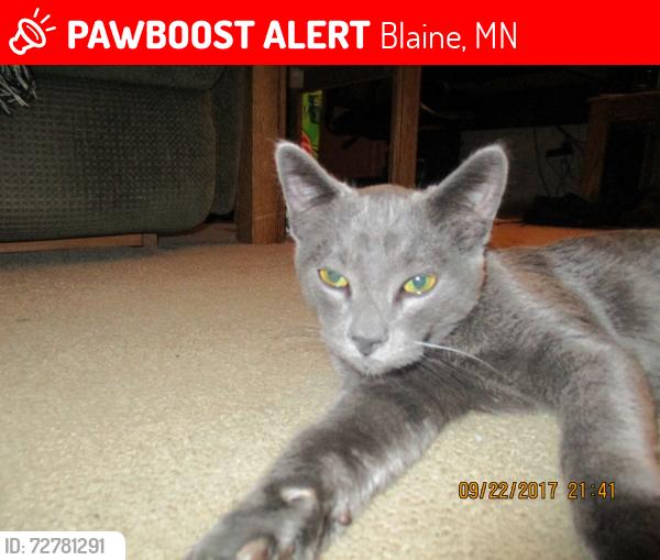 Lost Male Cat last seen four seasons mobile  park, Blaine, MN 55434