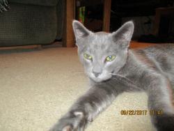 Lost Male Cat last seen four seasons mobile  park, Blaine, MN 55434