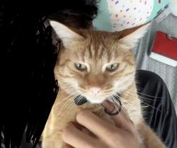 Lost Male Cat last seen Near the Big O’s Tires, Salt Lake City, UT 84106