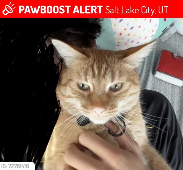 Lost Male Cat last seen Near the Big O’s Tires, Salt Lake City, UT 84106