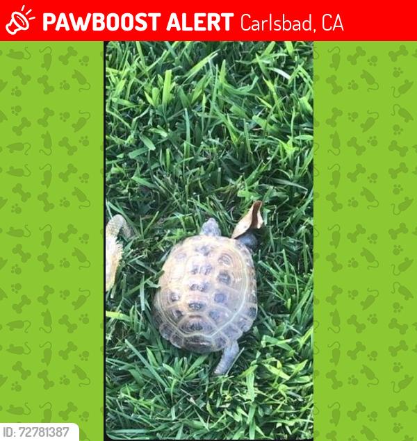 Lost Unknown Reptile last seen Rancho Carrillo, Carlsbad, CA 92009