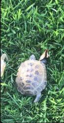 Lost Unknown Reptile last seen Rancho Carrillo, Carlsbad, CA 92009
