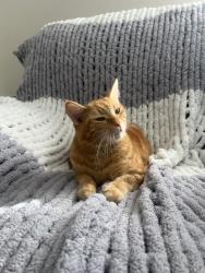 Lost Male Cat last seen Hancock birdge pkwy, Cape Coral, FL 33990