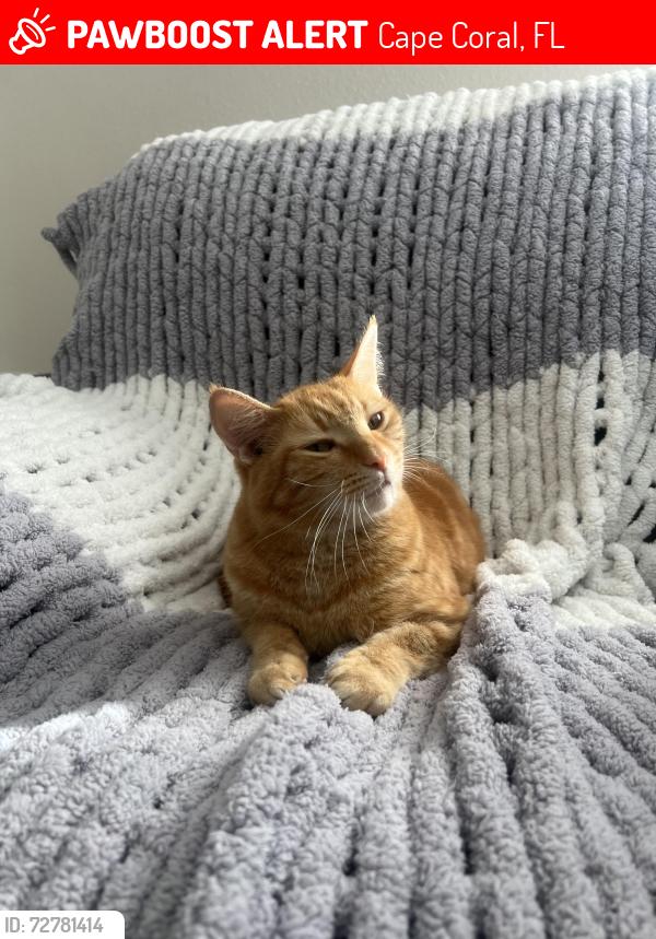 Lost Male Cat last seen Hancock birdge pkwy, Cape Coral, FL 33990