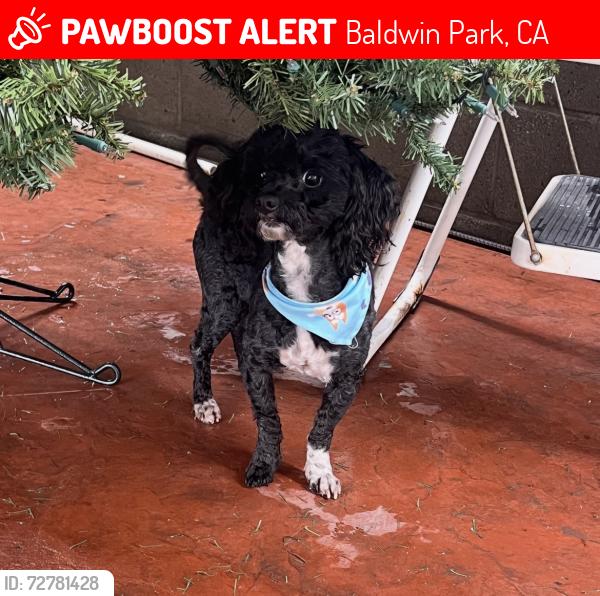 Lost Male Dog last seen Ramona blvd, Los Angeles st, Baldwin Park, CA 91706