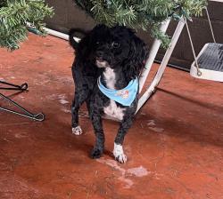 Lost Male Dog last seen Ramona blvd, Los Angeles st, Baldwin Park, CA 91706