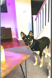 Lost Female Dog last seen Wallflower , Hemet, CA 92545