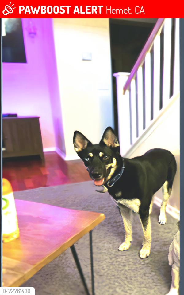 Lost Female Dog last seen Wallflower , Hemet, CA 92545