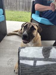 Found/Stray Female Dog last seen Retta and Black Buck Lane, Corpus Christi, TX 78418
