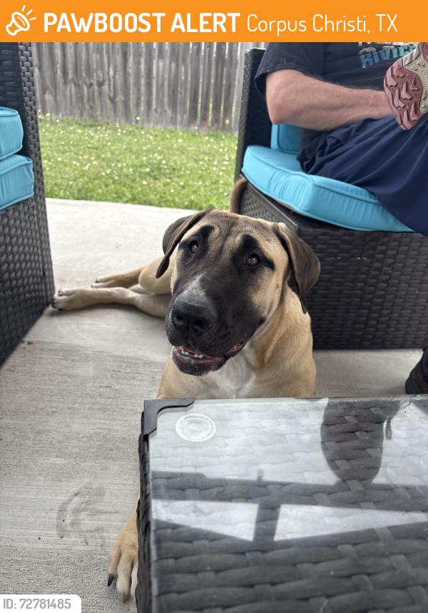Found/Stray Female Dog last seen Retta and Black Buck Lane, Corpus Christi, TX 78418