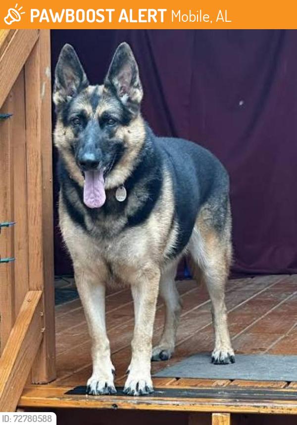 Found/Stray Unknown Dog last seen Near S Williams ST Atlanta , Mobile, AL 36602