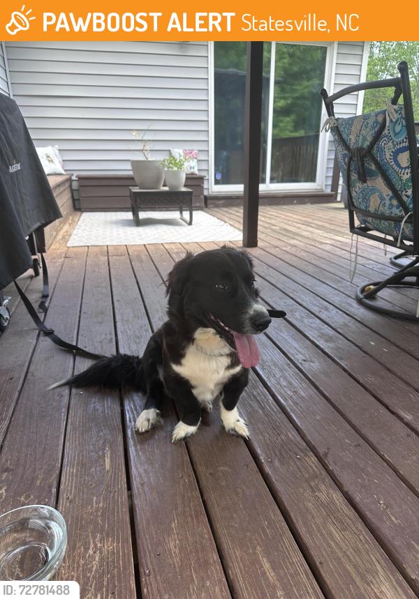 Found/Stray Unknown Dog last seen South chipley road , Statesville, NC 28625