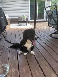 Found/Stray Unknown Dog last seen South chipley road , Statesville, NC 28625