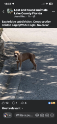 Found/Stray Female Dog last seen Golden Eagle and White Eagle (south Clermont), Clermont, FL 34714
