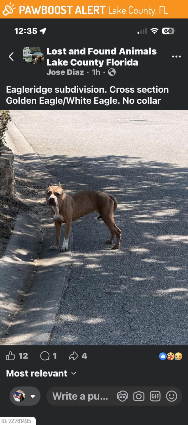 Found/Stray Female Dog last seen Golden Eagle and White Eagle (south Clermont), Clermont, FL 34714