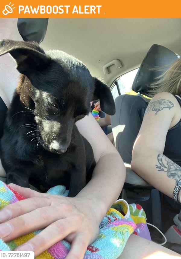 Found/Stray Male Dog last seen Clark's Hill Lake, Clarks Hill, SC 29821