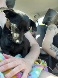 Found/Stray Male Dog last seen Clark's Hill Lake, Clarks Hill, SC 29821