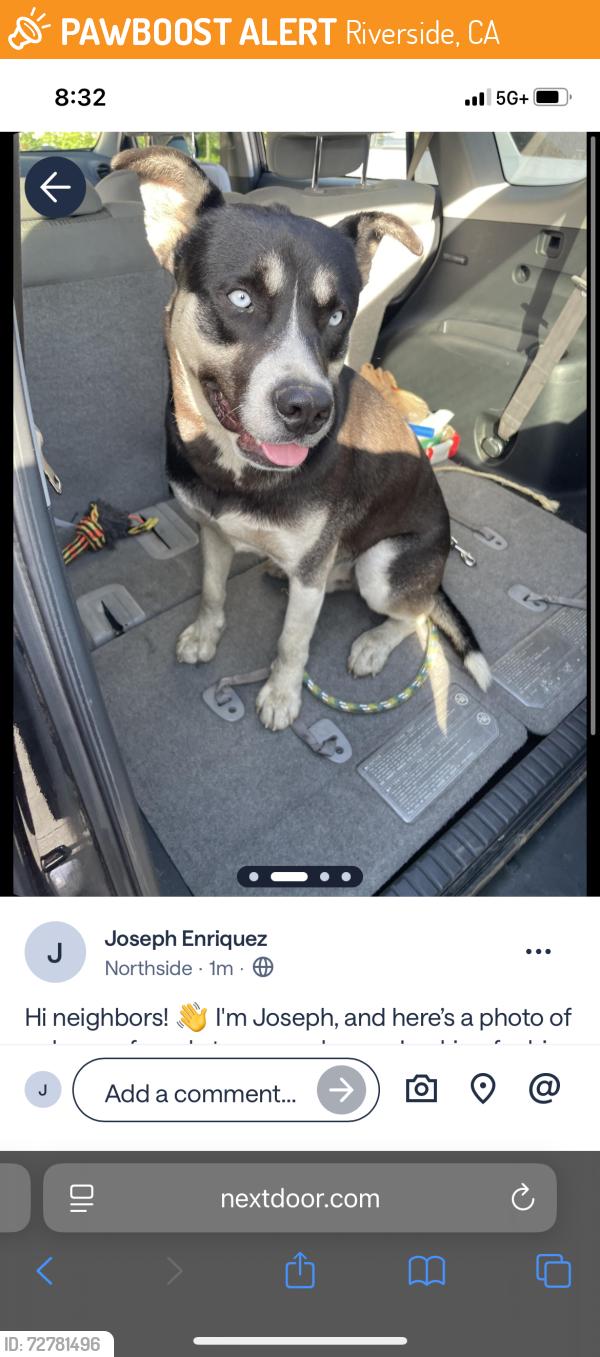 Found/Stray Male Dog last seen Main st and Placentia Ln, Riverside, CA 92501
