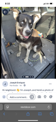 Found/Stray Male Dog last seen Main st and Placentia Ln, Riverside, CA 92501