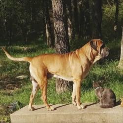Lost Male Dog last seen Main st. & Timber st. in the Tall Timbers area close to CR401, Alvarado, TX 76009