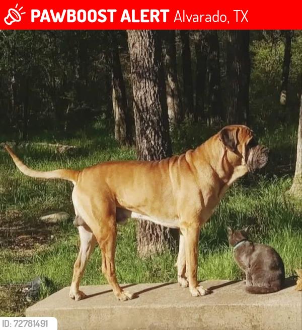 Lost Male Dog last seen Main st. & Timber st. in the Tall Timbers area close to CR401, Alvarado, TX 76009