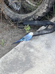 Found/Stray Unknown Bird last seen Lakewood and Imperial , Downey, CA 90241