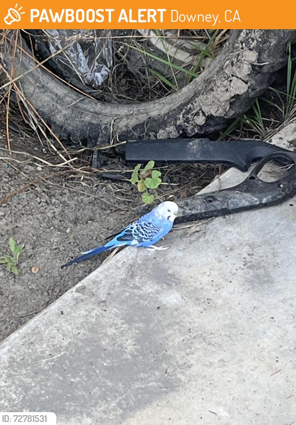 Found/Stray Unknown Bird last seen Lakewood and Imperial , Downey, CA 90241