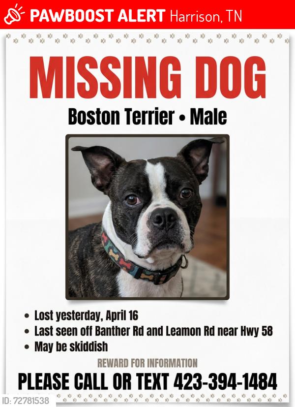 Lost Male Dog last seen Banther rd and leamon Rd , Harrison, TN 37341