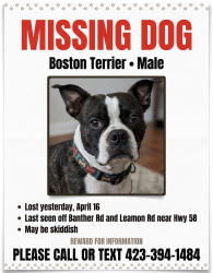 Lost Male Dog last seen Banther rd and leamon Rd , Harrison, TN 37341