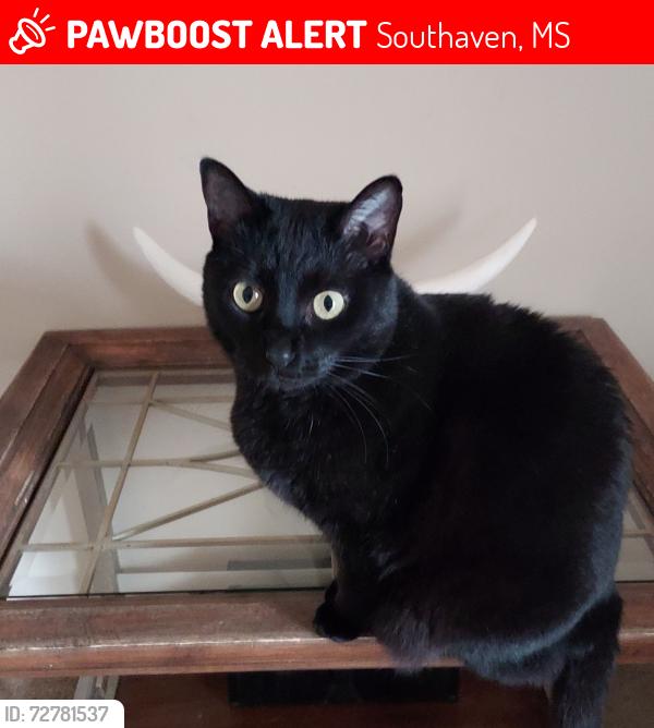 Lost Female Cat last seen Airways and Goodman , Southaven, MS 38671