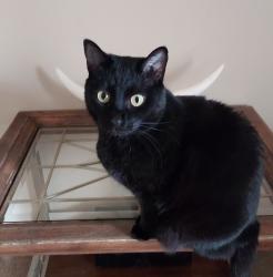 Lost Female Cat last seen Airways and Goodman , Southaven, MS 38671