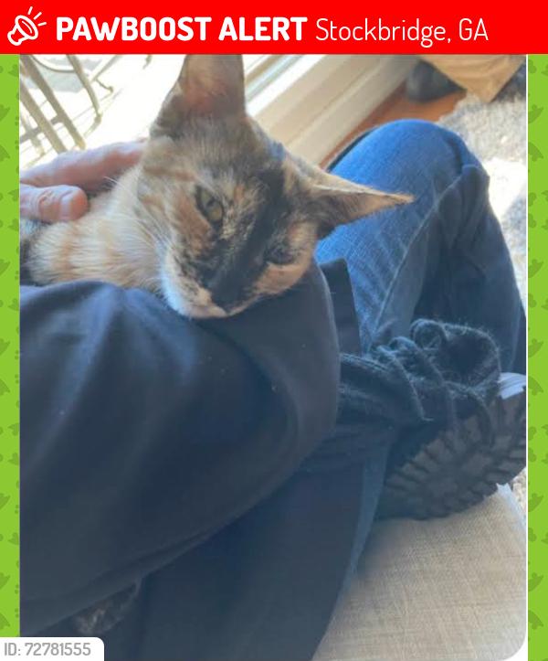 Lost Female Cat last seen Rock Rd. , Stockbridge, GA 30281