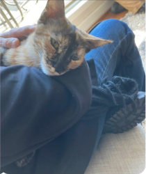 Lost Female Cat last seen Rock Rd. , Stockbridge, GA 30281