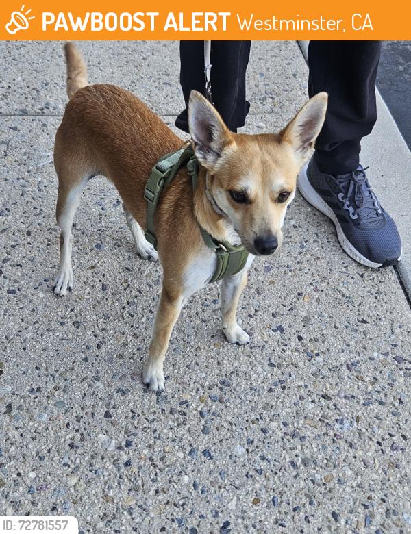Found/Stray Male Dog last seen Ward and Mc Fadden, Westminster, CA 92843