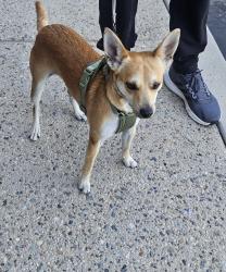 Found/Stray Male Dog last seen Ward and Mc Fadden, Westminster, CA 92843