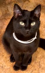 Found/Stray Female Cat last seen Unknown walking trail in Folsom, Folsom, CA 95630
