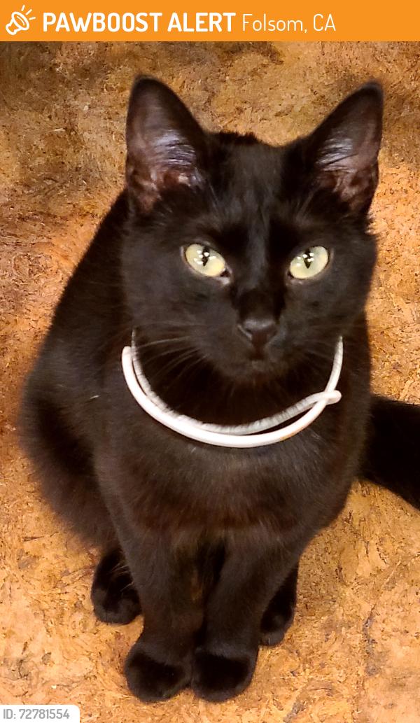 Found/Stray Female Cat last seen Unknown walking trail in Folsom, Folsom, CA 95630