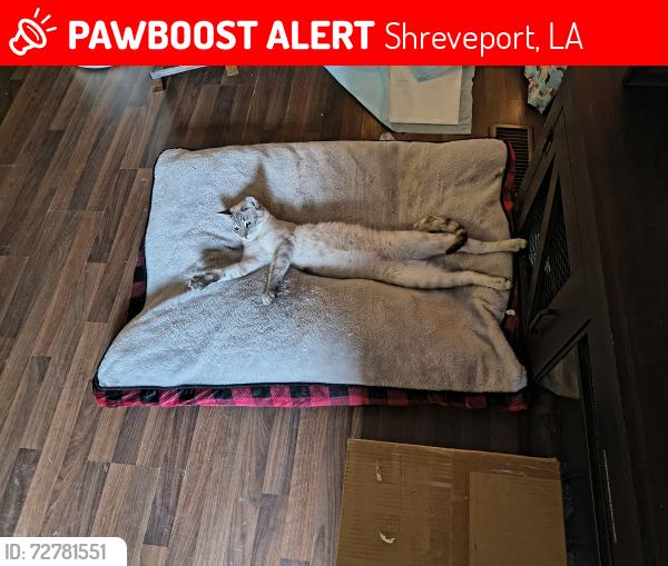 Lost Male Cat last seen Linwood and watts, Shreveport, LA 71106
